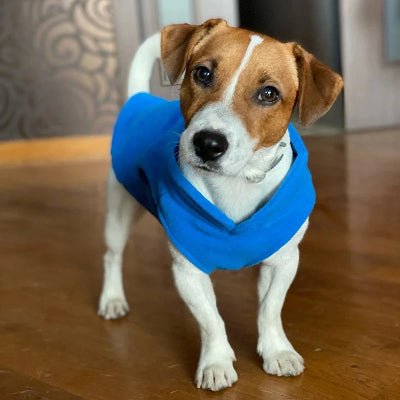 terrier blanc et brun sur plancher de bois avec manteau pour chien bleu