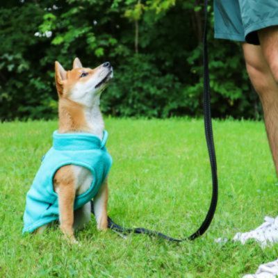 shiba inu en laisse avec manteau pour chien aqua assis dans gazon avec son maitre