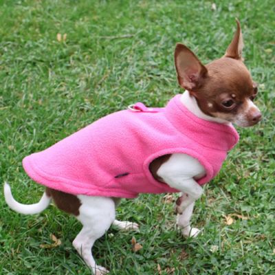 chihuahua blanc et blanc sur gazon avec manteau pour chien ose