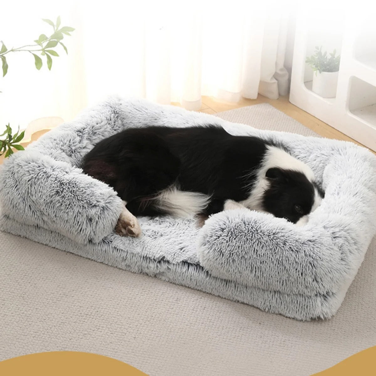 berger australien dort dans Panier chien gris sur moquette
