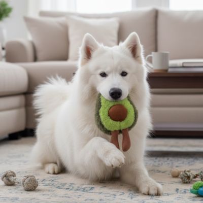samoyède joue avec Peluche Chien sur moquette