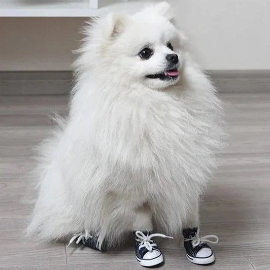 poméranien blanc portant Chaussure Chien bleu est assis sur sol blanc