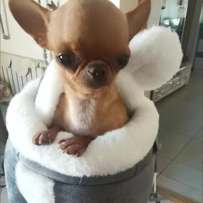 chihuahua brun dans sac a dos chien gris dans cuisine
