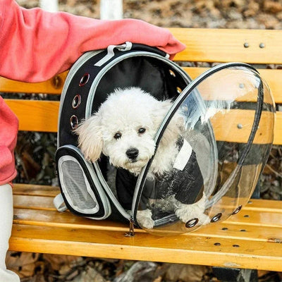 caniche blanc dans sac a dos chien noir sur banc de parc a cote de personne assise