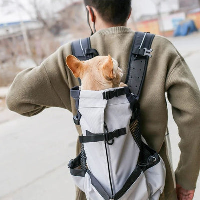 petit chien roux dans sac a dos pour chien porte par jeune homme