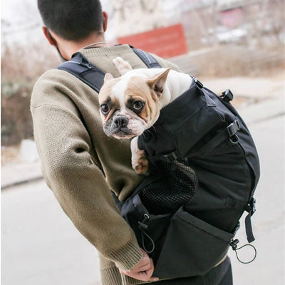 bouledogue francais blanc et brun dans sac a dos pour chien porte par homme