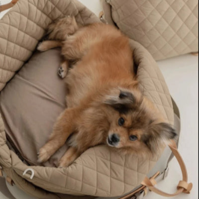 poméranien brun couche sur coussin dans sac de transport pour chien brun