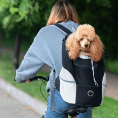 caniche brun en velo dans sac de transport pour chien