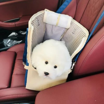 caniche blanc dans sac pour chien bleu sur banquette de voiture