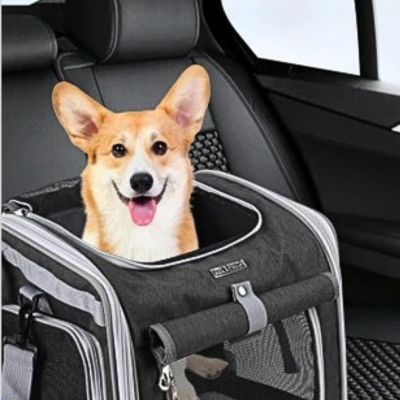 corgi dans sac pour chien variante grise