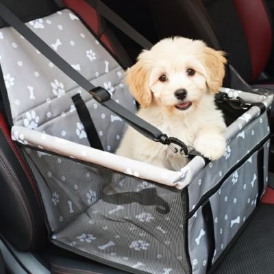 caniche beige assis dans Siege auto pour chien gris sur banquette avant