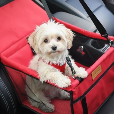 caniche blanc assis dans Siege auto pour chien rouge sur banquette avant