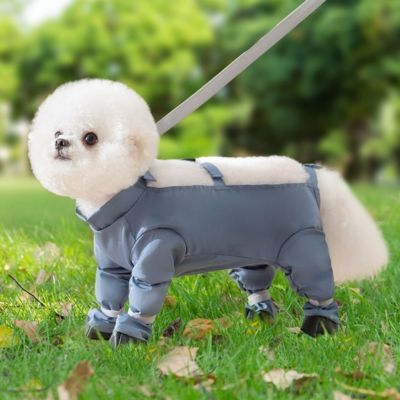 caniche blanc en laisse sur gazon porte vetement pour chien