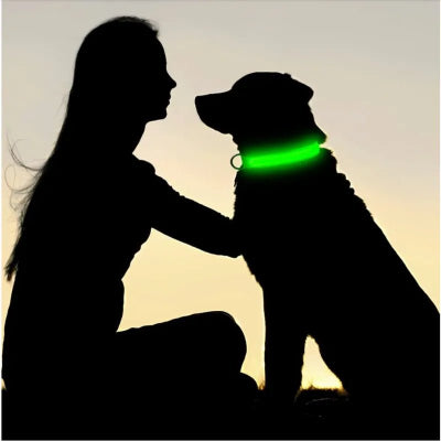 labrador portant collier lumineux pour chien avec dame dans obscurite