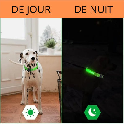 dalmatien porte collier lumineux pour chien vert est dans vestibule de maison