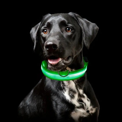 labrador noir porte collier lumineux pour chien