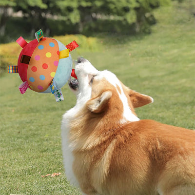 border collie joue avec jouet pour chien interactif dehors