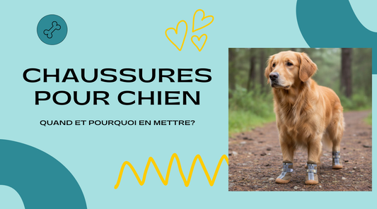 bannière pour blog chaussure pour chien 