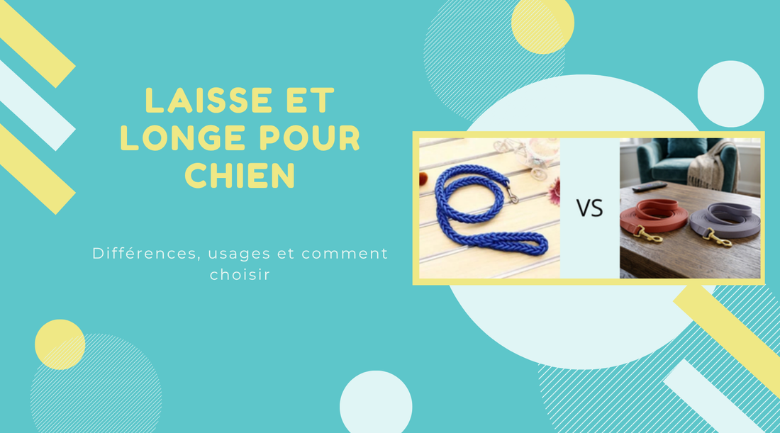 Laisse et longe pour chien : différences, usages et comment choisir