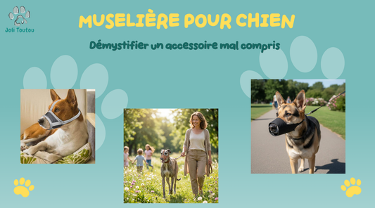 Muselière pour chien : démystifier un accessoire mal compris