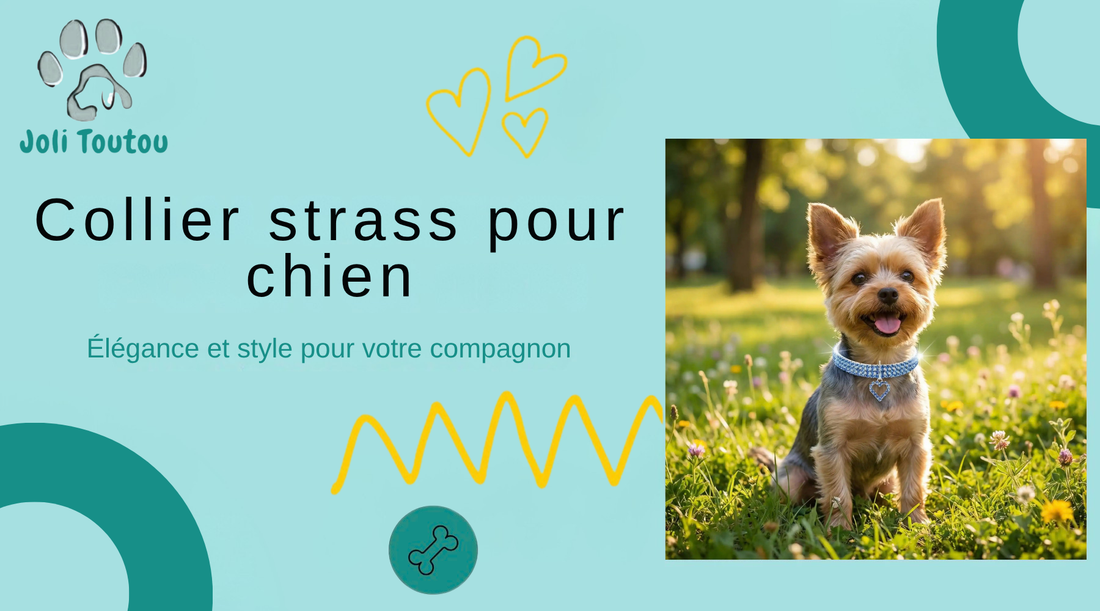 Collier strass pour chien : élégance et style pour votre compagnon