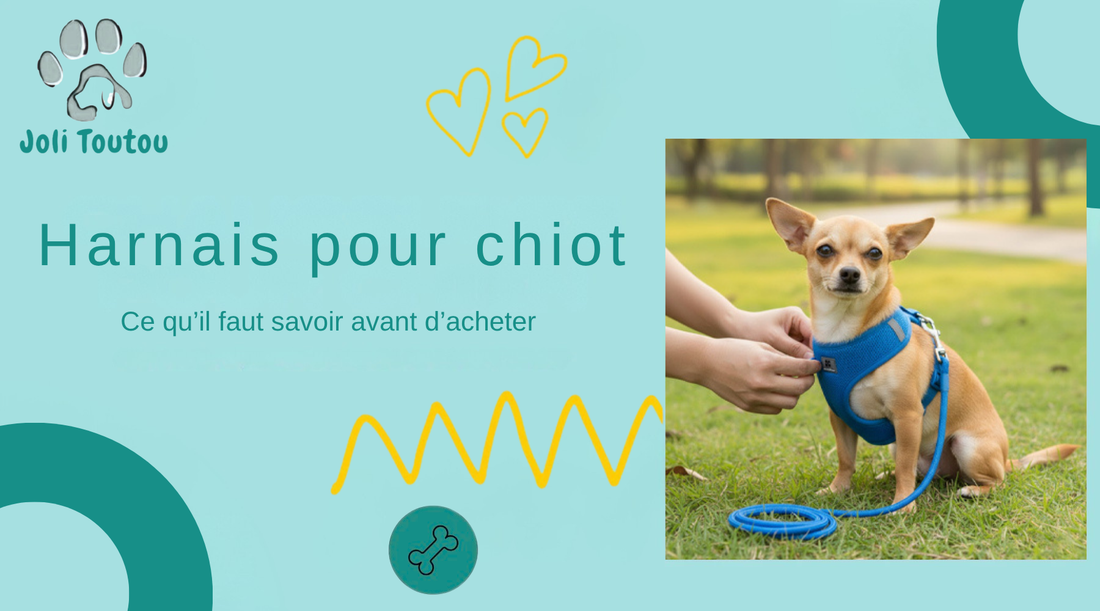 Harnais pour chiot : ce qu'il faut savoir avant d'acheter
