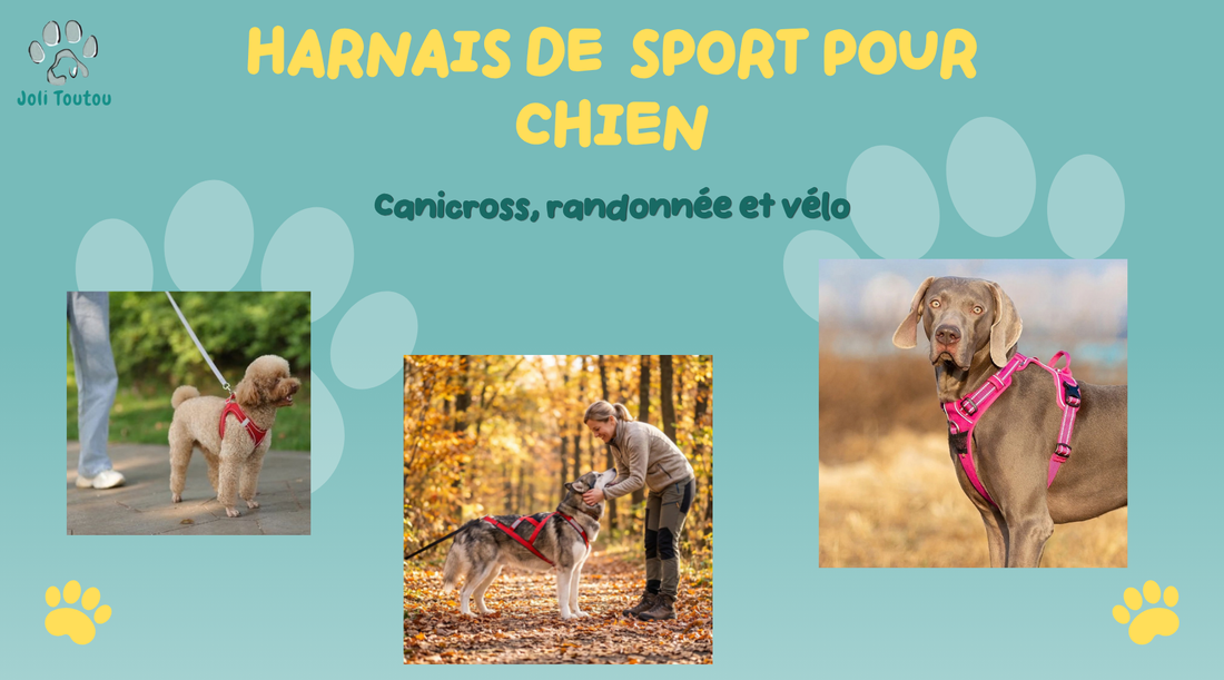 Harnais de sport pour chien : canicross, randonnée et vélo