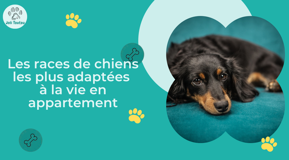 Les races de chiens les plus adaptées à la vie en appartement