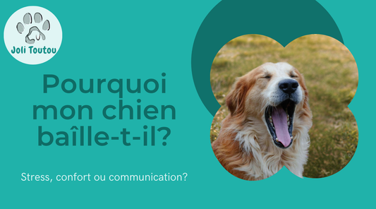 bannière pour blog pourquoi mon chien baille