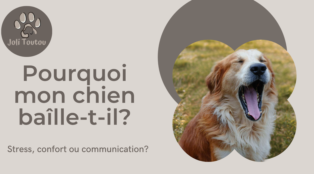 Pourquoi mon chien bâille-t-il? Stress, confort ou communication?