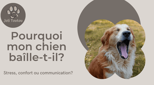 Pourquoi mon chien bâille-t-il? Stress, confort ou communication? - Joli Toutou
