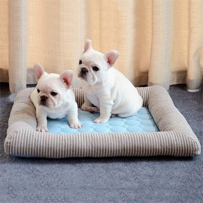 2 frenchies assis sur Tapis rafraichissant Chien bleu