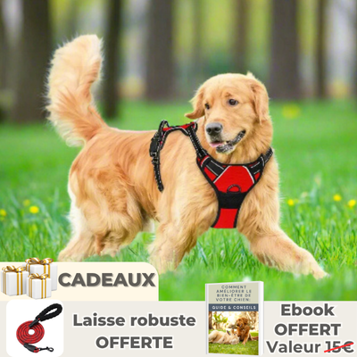 Harnais chien | 4paws™