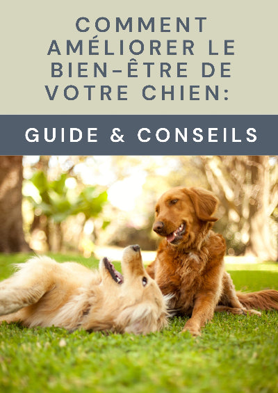 Ebook chien Comment améliorer le bien-être de votre chien