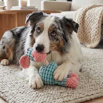 aussie en train de mastiquer Peluche Chien sur moquette