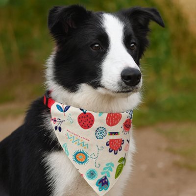 aussie portant Collier Bandana Chien dans champs