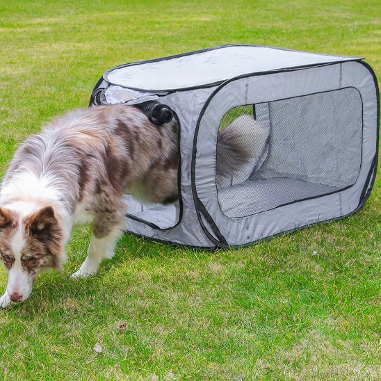 aussie qui sort de niche chien sur pelouse