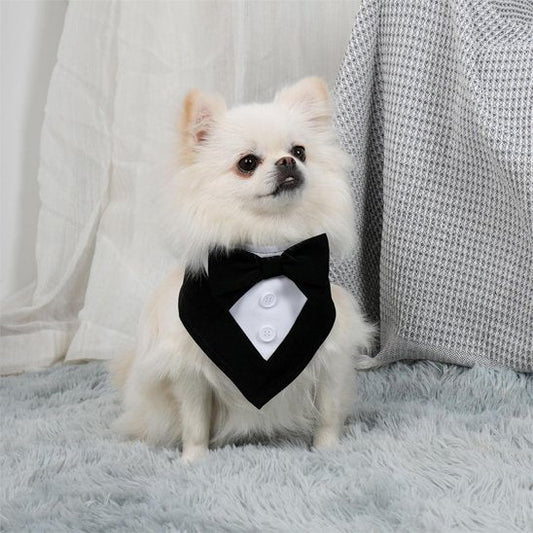 poméranien portant Bandana pour Chiens est assis sur tapis gris