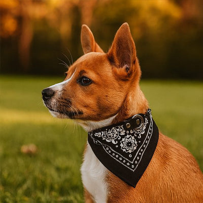 basenji portant collier bandana chien noir dans champs