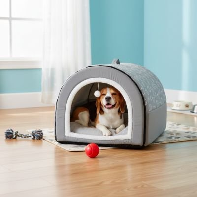 beagle dans Niche Chien interieur sur moquette