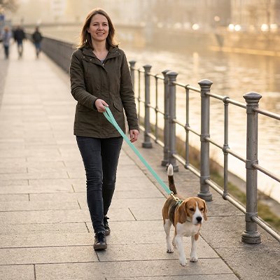beagle en Longe Chien avec femme sur sentier en bois