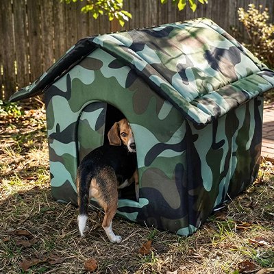 beagle entre dans Niche Chien exterieur 