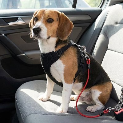 beagle portant Ceinture de sécurité pour chien est assis sur banquette arrière de voiture