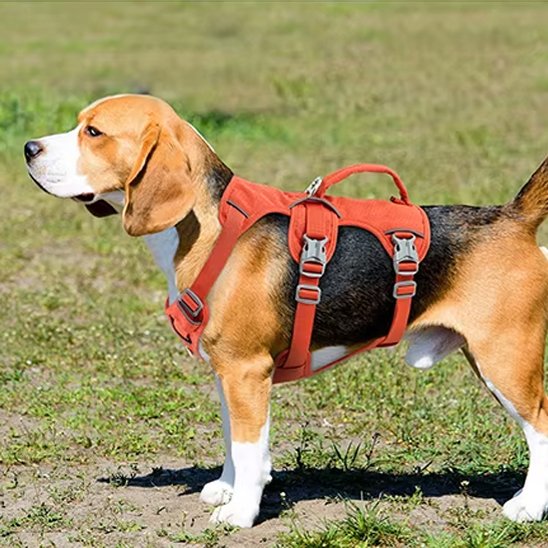 beagle portant Harnais pour chien orange est debout sur pelouse