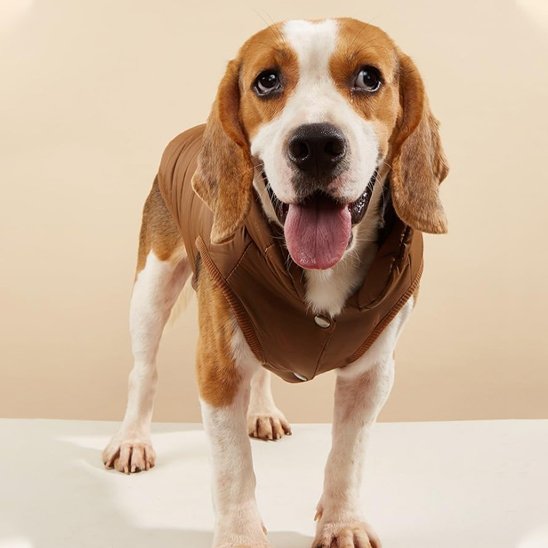 beagle portant Manteau pour chien café est assis sur surface blanche