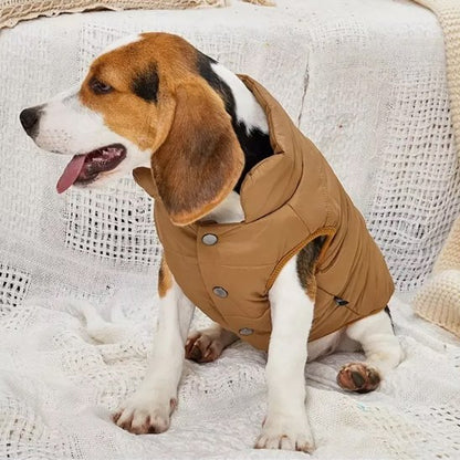 beagle portant Manteau pour chien café est assis sur lit