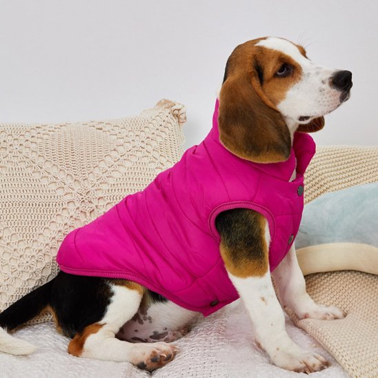 beagle portant Manteau pour chien rose est assis sur lit