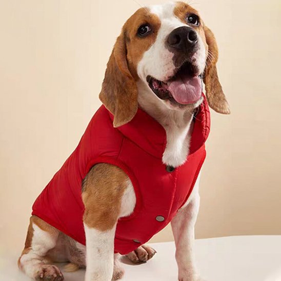 beagle portant Manteau pour chien rouge est assis sur surface blanche