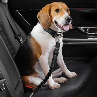 beagle retenu par Ceinture de sécurité pour chien sur banquette arrière