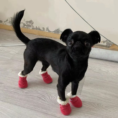 bébé frenchie noir portant chaussure pour chien